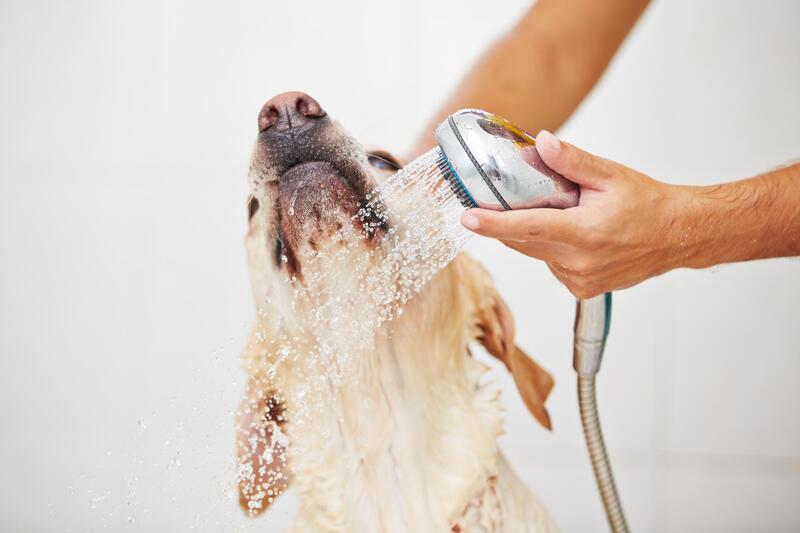 Pet dog getting a gentle wash with shower head.