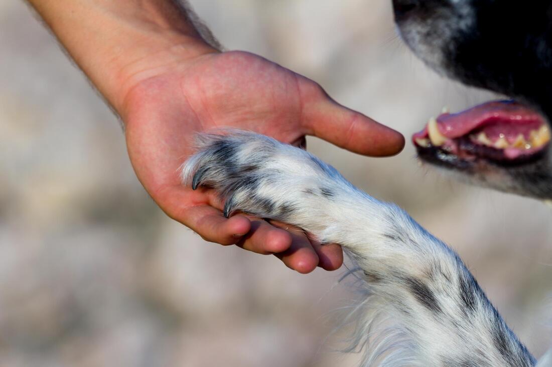 Picture of a pet dog shaking hands with a human. Showing its clean pads and neatly trimmed nails.