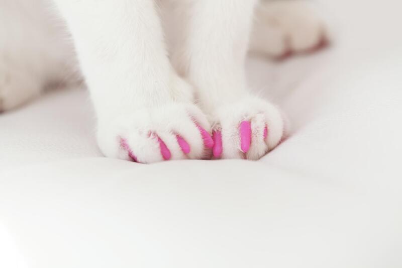 Paws of a white dog with pink painted nails. Doggy pedicure time.