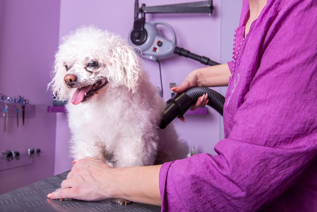 Poodle sitting on grooming table. Obediently being vacuumed after grooming.