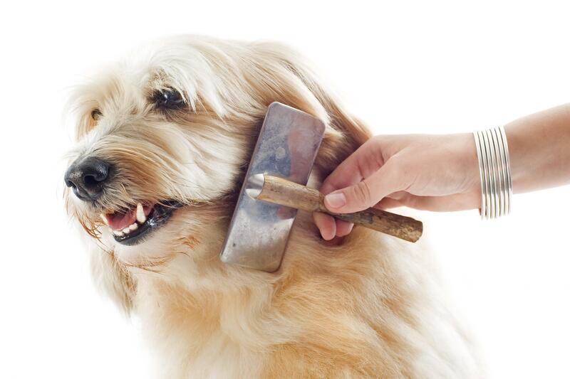 Long haired dog breed enjoying a good brushing with special grooming brush.