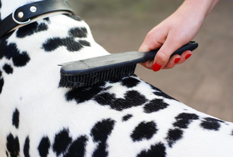 Dalmation getting a good combing with a black brush.