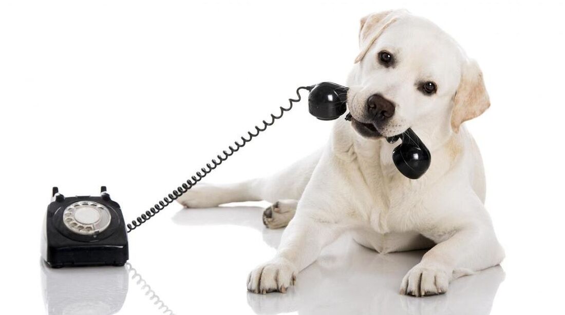 Labrador retriever puppy grabbing a phone receiver in its mouth. Receive is connected to an old school dial phone.